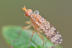 Euthycera chaerophylli