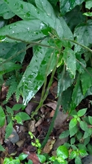 Sohmaea zonata