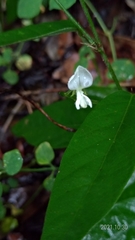 Sohmaea zonata