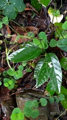 Sohmaea zonata
