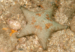 Anthenea sidneyensis