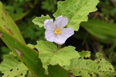 Solanum semiarmatum