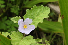 Solanum semiarmatum