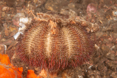 Temnopleurus alexandri