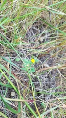 Acmispon wrangelianus