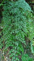 Asplenium pseudolaserpitiifolium