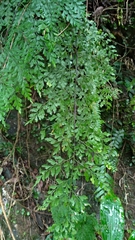 Asplenium pseudolaserpitiifolium