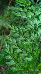 Asplenium pseudolaserpitiifolium