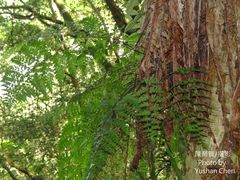 Asplenium pseudolaserpitiifolium