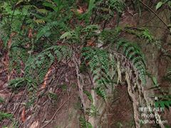 Asplenium pseudolaserpitiifolium