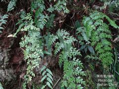 Asplenium pseudolaserpitiifolium