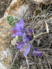 Crocus tournefortii
