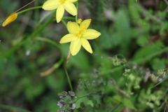 Bulbine vagans