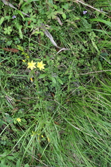 Bulbine vagans