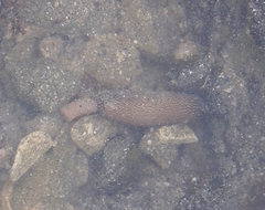 Phascolosoma annulatum