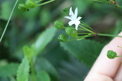 Libertia paniculata