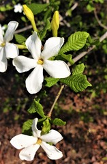 Gardenia resiniflua