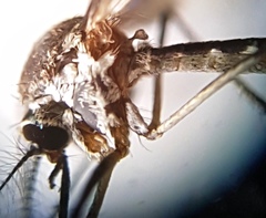 Tripteroides atripes