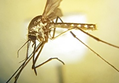 Tripteroides atripes