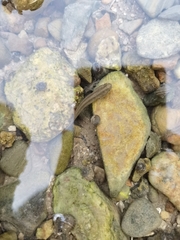 Tridentiger trigonocephalus