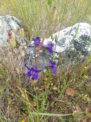 Delphinium variegatum