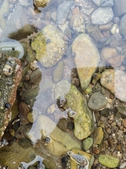 Tridentiger trigonocephalus