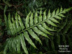 Asplenium wrightii