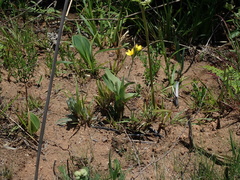 Hypoxis costata
