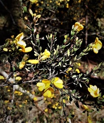 Pultenaea altissima