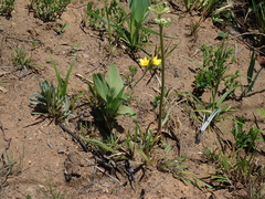 Hypoxis costata
