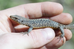 Darevskia rudis bischoffi