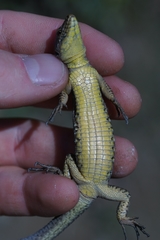 Darevskia rudis bischoffi