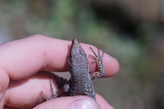 Darevskia rudis bischoffi