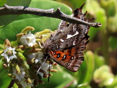 Phasis thero