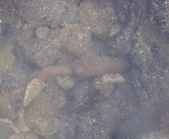 Phascolosoma annulatum