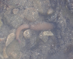 Phascolosoma annulatum