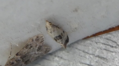 Neocochylis hybridella