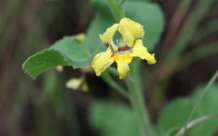 Goodenia grandiflora
