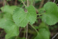 Goodenia grandiflora