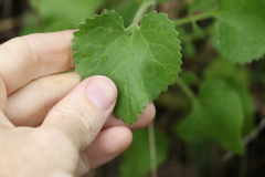 Goodenia grandiflora