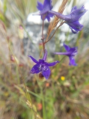 Delphinium variegatum
