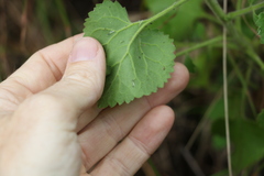 Goodenia grandiflora