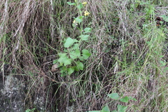 Goodenia grandiflora