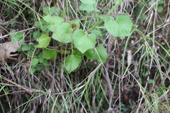 Goodenia grandiflora