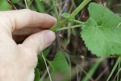 Goodenia grandiflora