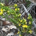 Hibbertia glomerata glomerata - Photo (c) Bushmonger, algunos derechos reservados (CC BY-NC), subido por Bushmonger