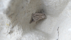 Mythimna riparia