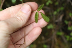 Desmodium varians