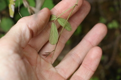 Desmodium varians