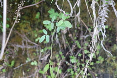 Desmodium varians